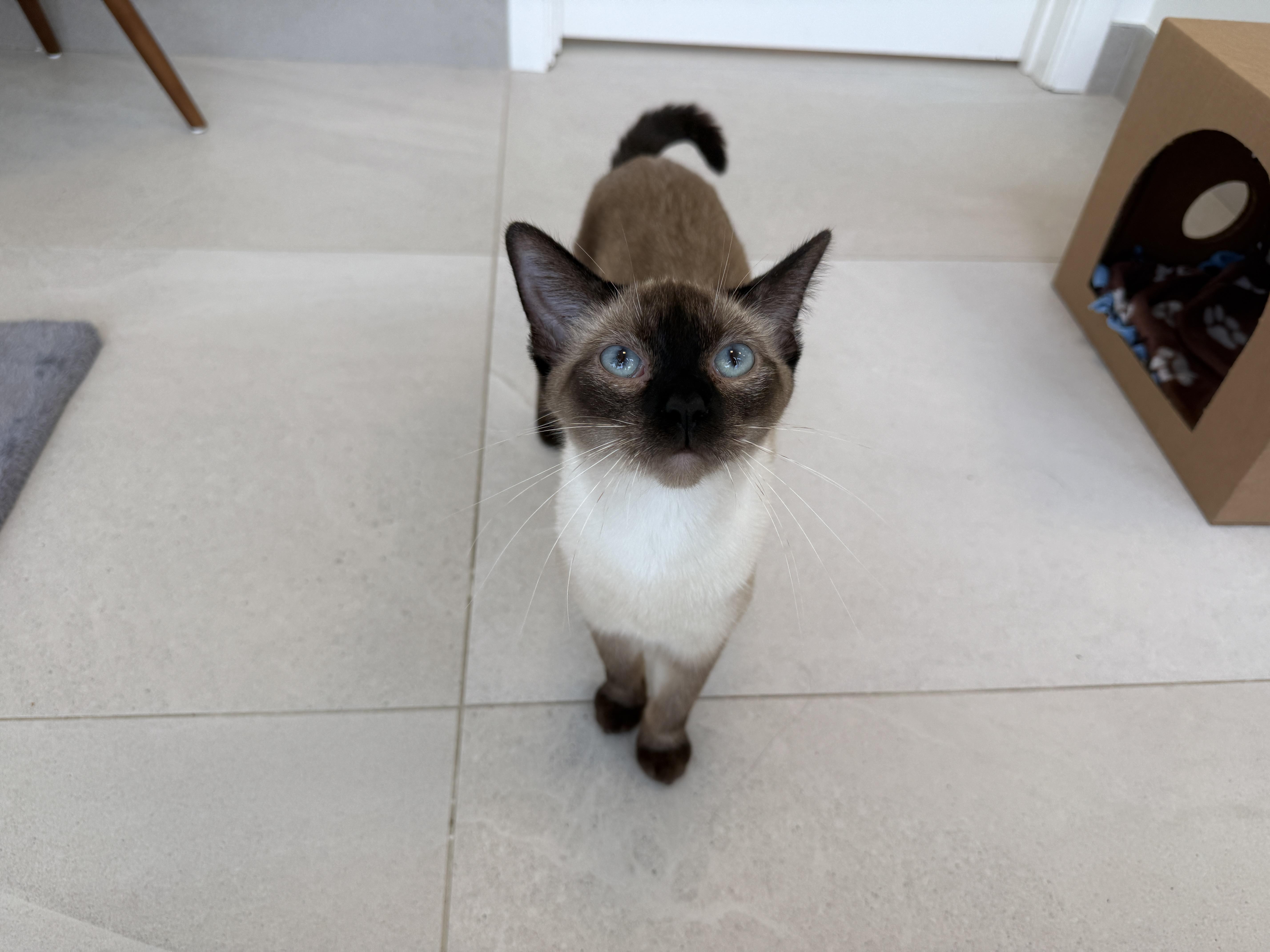 Suki thumbnail 2