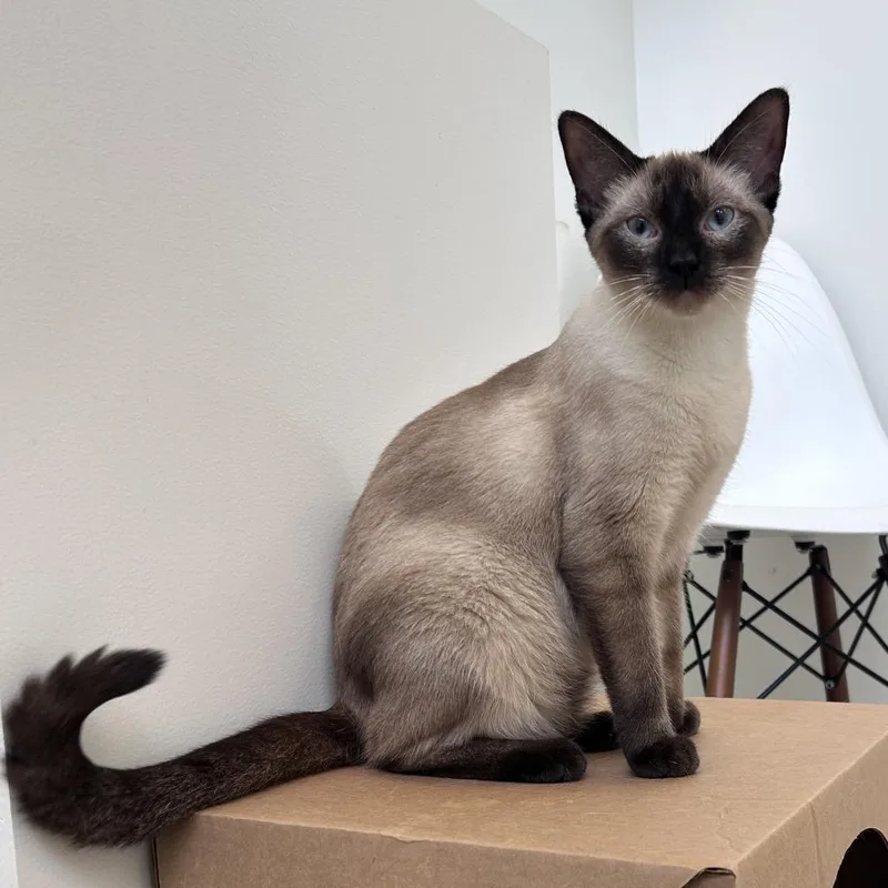 Suki thumbnail 3