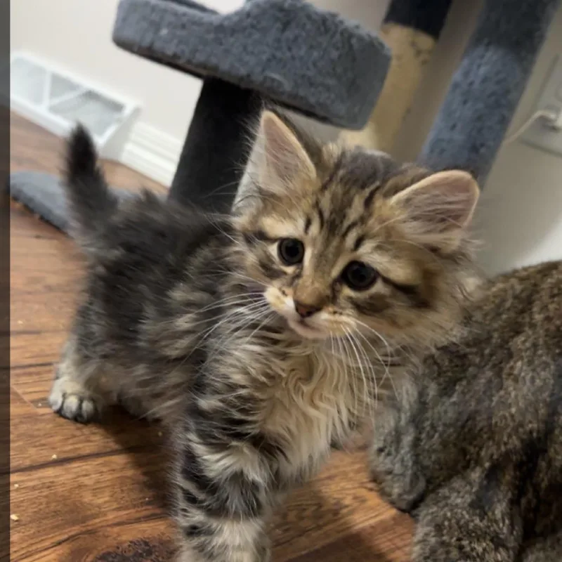 A baby small-sized male Brown / Chocolate Domestic Short Hair cat named Petunia C for adoption in Princeton, MN