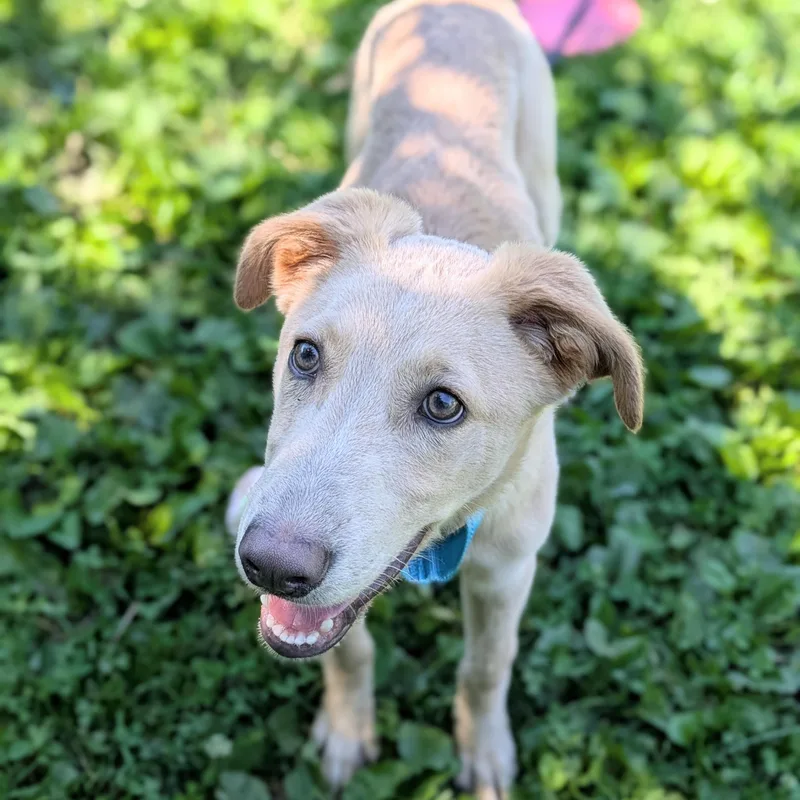 Nash