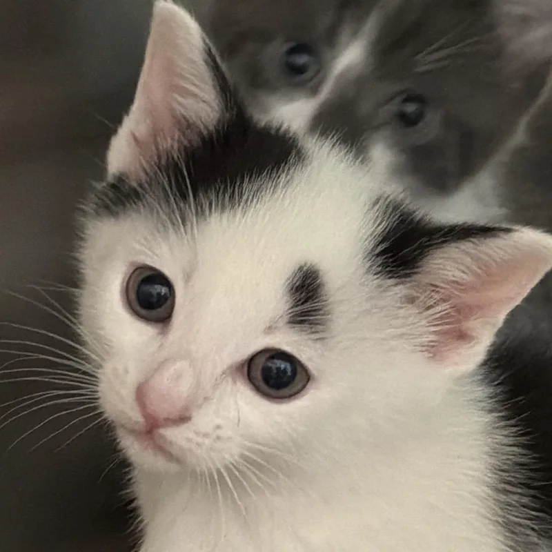 A baby small-sized female White Domestic Short Hair cat named Peanut for adoption in Clearwater, FL