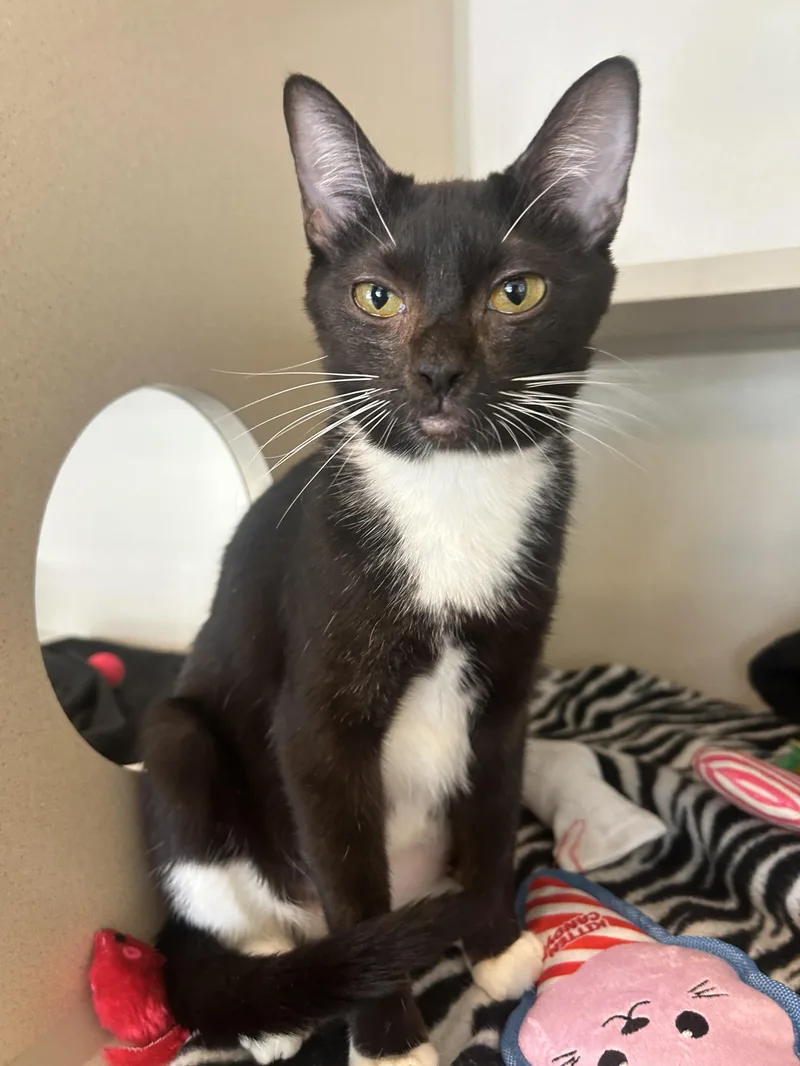 A young medium-sized female Black & White / Tuxedo Domestic Short Hair cat named Ethel for adoption in Eatontown, NJ