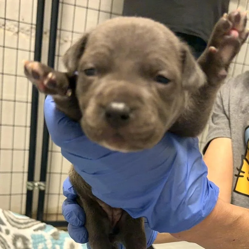 A baby small-sized female Pit Bull Terrier dog named Truvy for adoption in Johnson City, TN