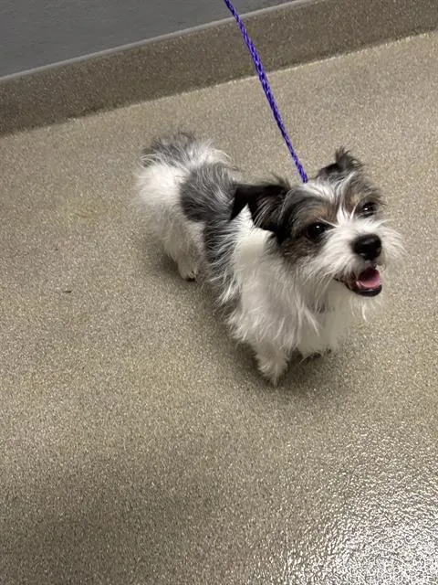 A young small-sized female Terrier dog named Kuky for adoption in Las Vegas, NV