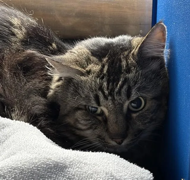 An adult small-sized male Domestic Long Hair cat named Rocky for adoption in Westminster, MD