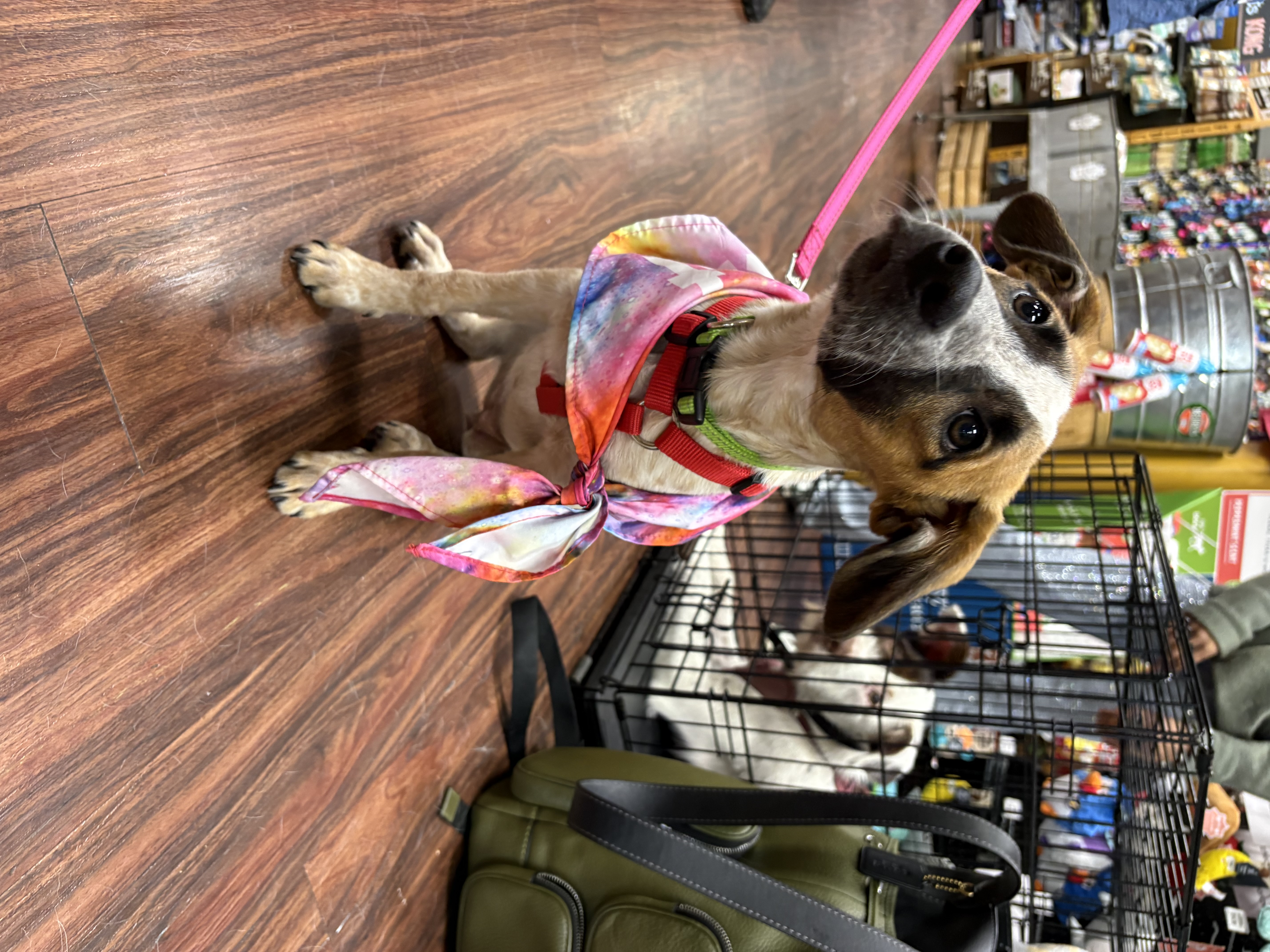 A baby small-sized female Tri Color Australian Cattle Dog / Blue Heeler dog named Daisy Duke for adoption in Burleson, TX