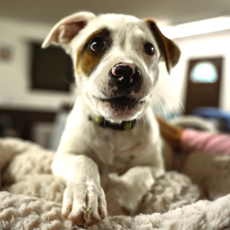 A baby small-sized male White Parson Russell Terrier dog named Luke for adoption