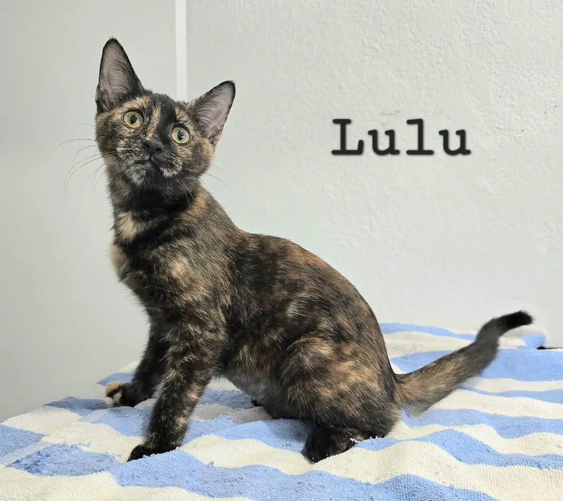 A young medium-sized female Tortoiseshell cat named Lulu for adoption in miami, FL