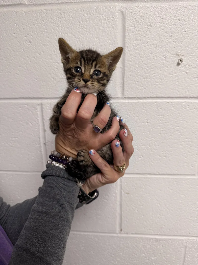 A baby medium-sized male Domestic Short Hair cat named Tator Tot for adoption in Sanford, NC