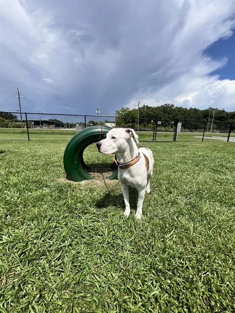 An adult large-sized male American Bulldog dog named Max for adoption in Winter Haven, FL