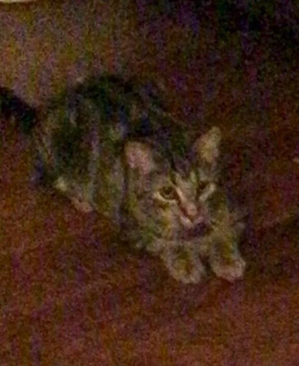 A senior small-sized female Domestic Short Hair cat named Tigra for adoption in Lake Forest, CA
