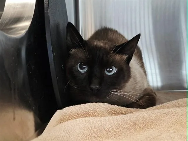 An adult large-sized male Snowshoe cat named Erebus for adoption in Martinez, CA