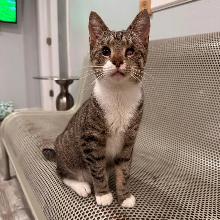 A young small-sized male Brown / Chocolate Domestic Short Hair cat named Murdock for adoption in Greensburg, PA