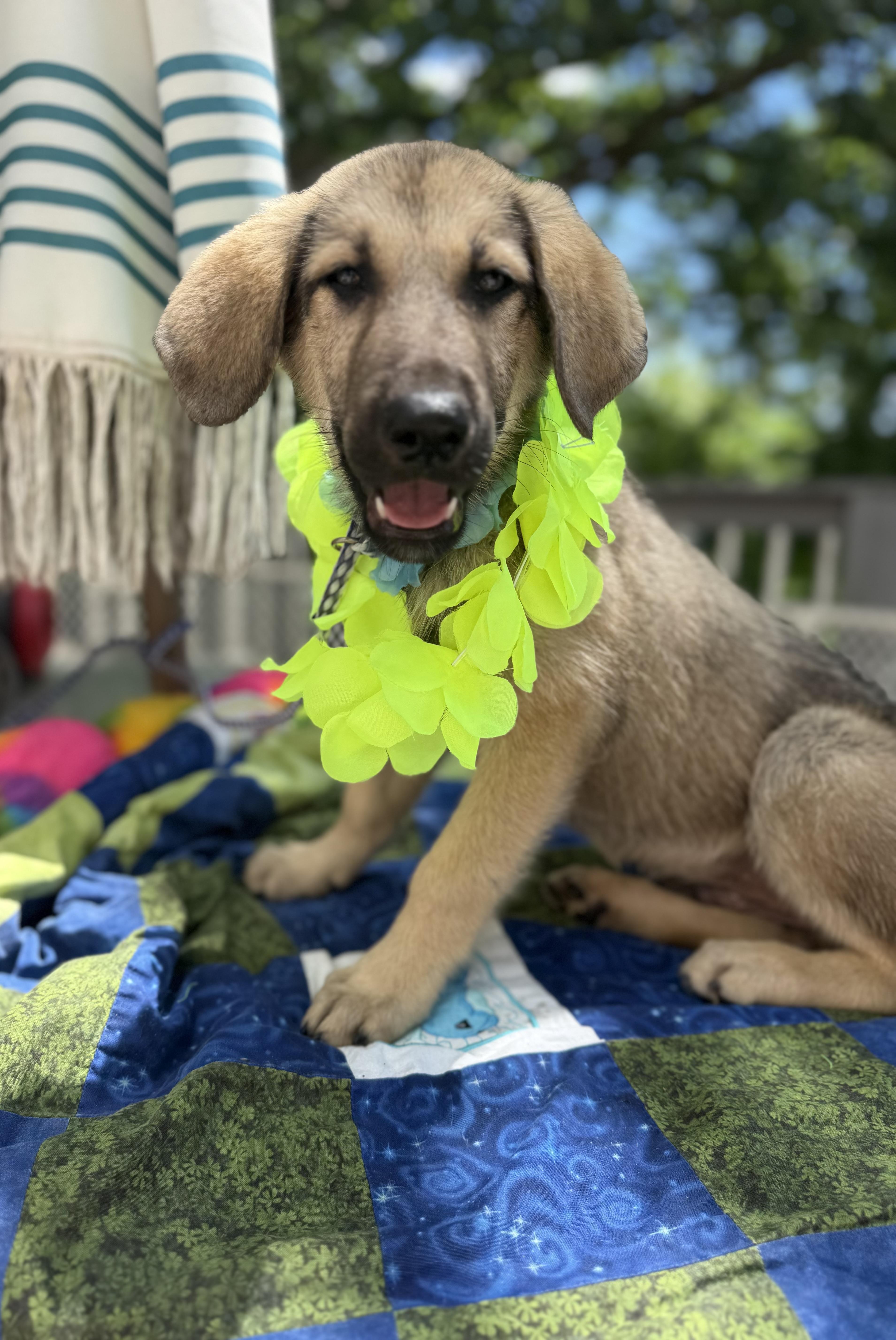 A baby medium-sized male Black Anatolian Shepherd dog named Elvis for adoption in White Lake, MI