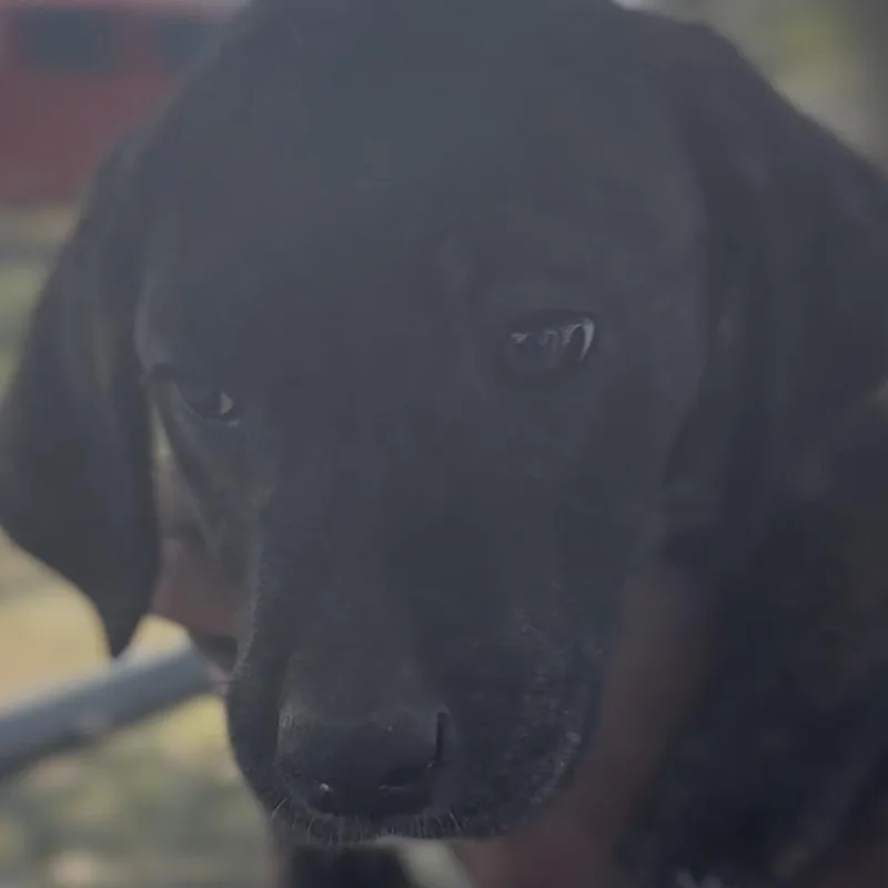 A baby small-sized male Brindle Golden Retriever dog named Brynn for adoption in Midland, TX