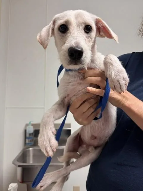 A young small-sized male Chihuahua dog named Bonbom for adoption in Bakersfield, CA