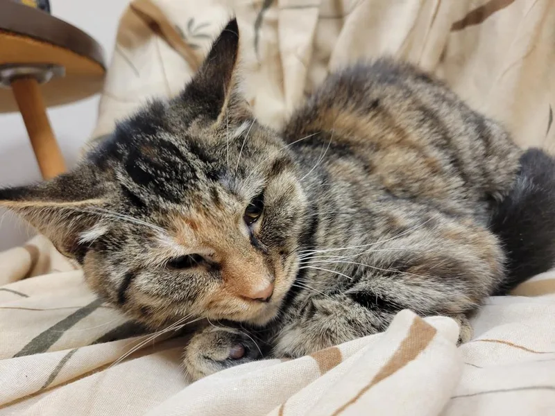 An adult medium-sized female Brown / Chocolate Domestic Short Hair cat named Maddy for adoption in Lorain, OH