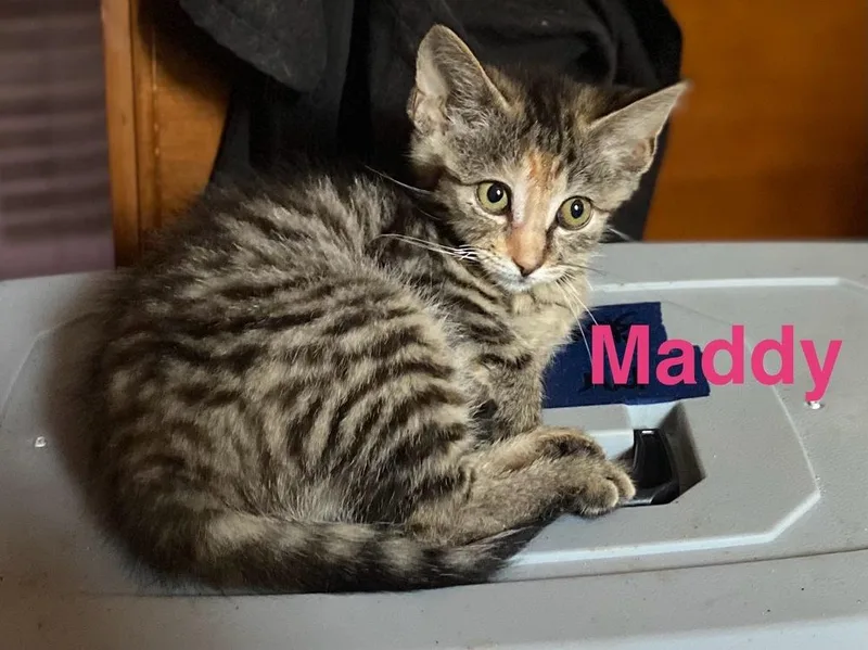 Maddy thumbnail 3