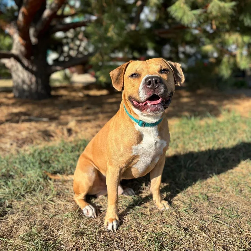 A young small-sized male Yellow / Tan / Blond / Fawn Pit Bull Terrier dog named Smooshy for adoption in Fargo, ND