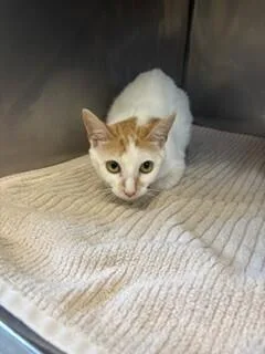 An adult medium-sized female White Domestic Short Hair cat named Polka Dot for adoption in Providence Forge, VA