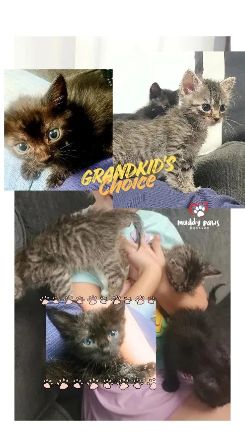 A baby small-sized male Black Domestic Short Hair cat named Grandkids Choice: Nova for adoption in Council Bluffs, IA