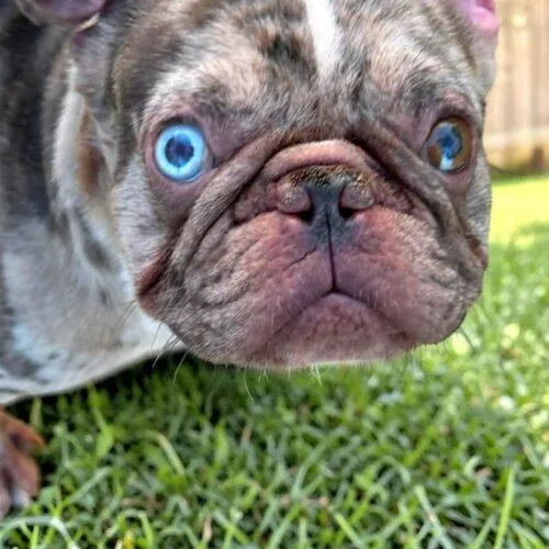 A young small-sized male Merle (Red) French Bulldog dog named Oliver for adoption in Memphis, TN