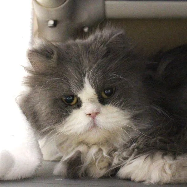 Miss Primrose   thumbnail 2