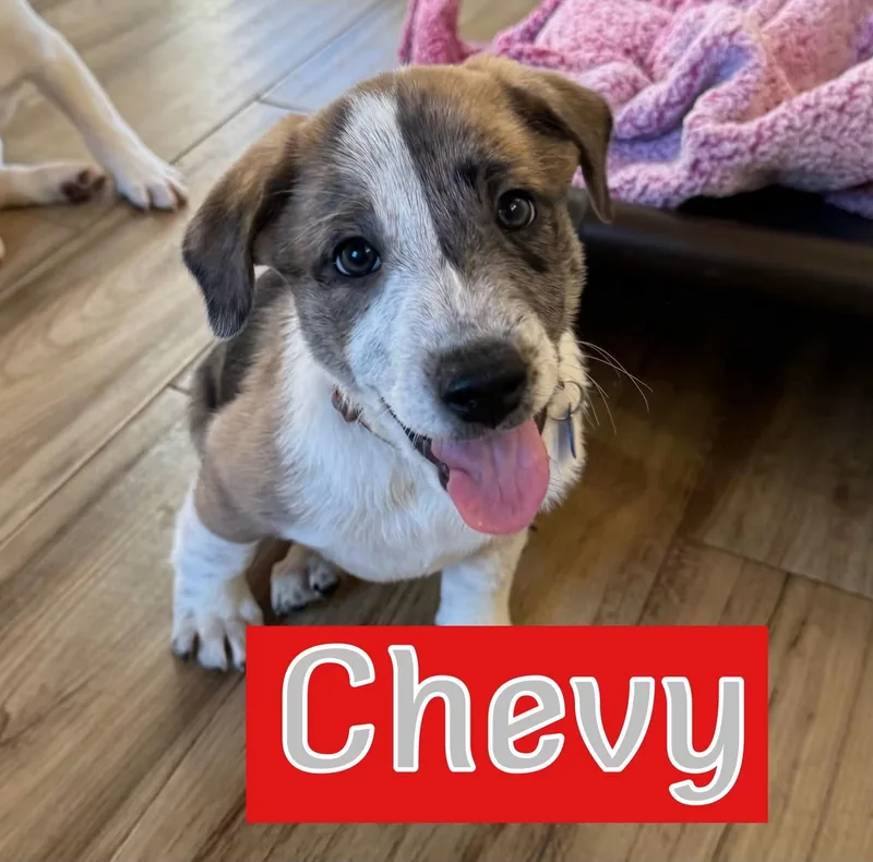 A baby medium-sized male Anatolian Shepherd dog named Chevy for adoption in Keller, TX