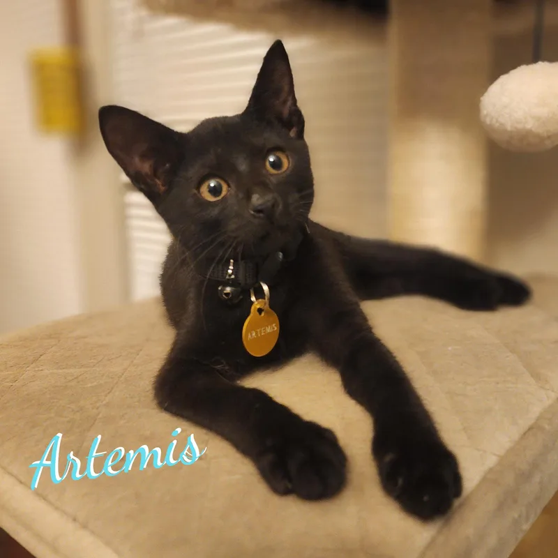 A baby medium-sized male Black Bombay cat named Artemis copperpennyeyes for adoption in Houston, TX