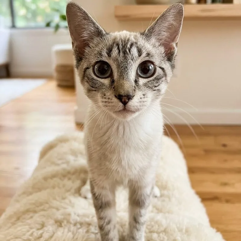 A baby medium-sized female Siamese cat named Roxy for adoption in Boca Raton, FL