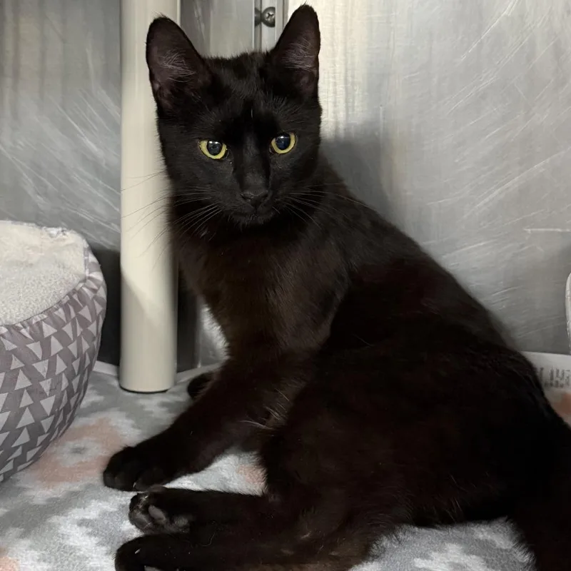 An adult medium-sized female Black Domestic Short Hair cat named Mercury for adoption in Marion, VA