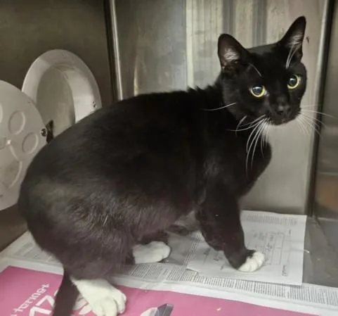 An adult large-sized male Domestic Short Hair cat named Bisquick for adoption in Los Angeles, CA