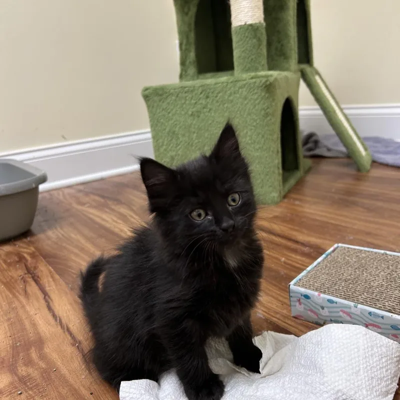 A baby small-sized female Black Domestic Short Hair cat named Spade for adoption in Chattanooga, TN