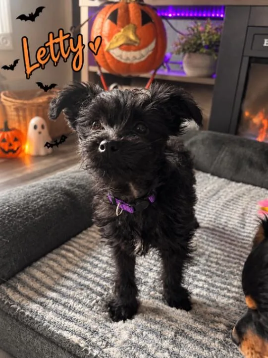 A young small-sized female Poodle dog named Letty for adoption in North Bend, WA