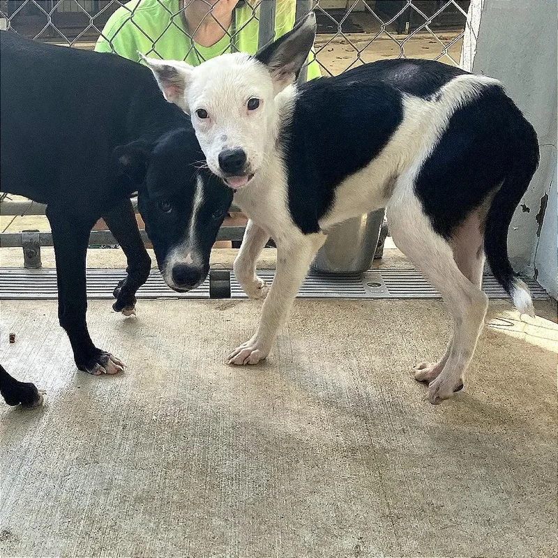 A baby medium-sized male Mixed Breed dog named Ghost for adoption in Denison, TX