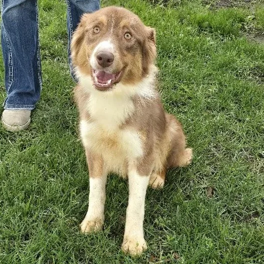 A young medium-sized female Tricolor (Brown, Black, & White) Australian Shepherd dog named Ruby for adoption in Waterloo, IA