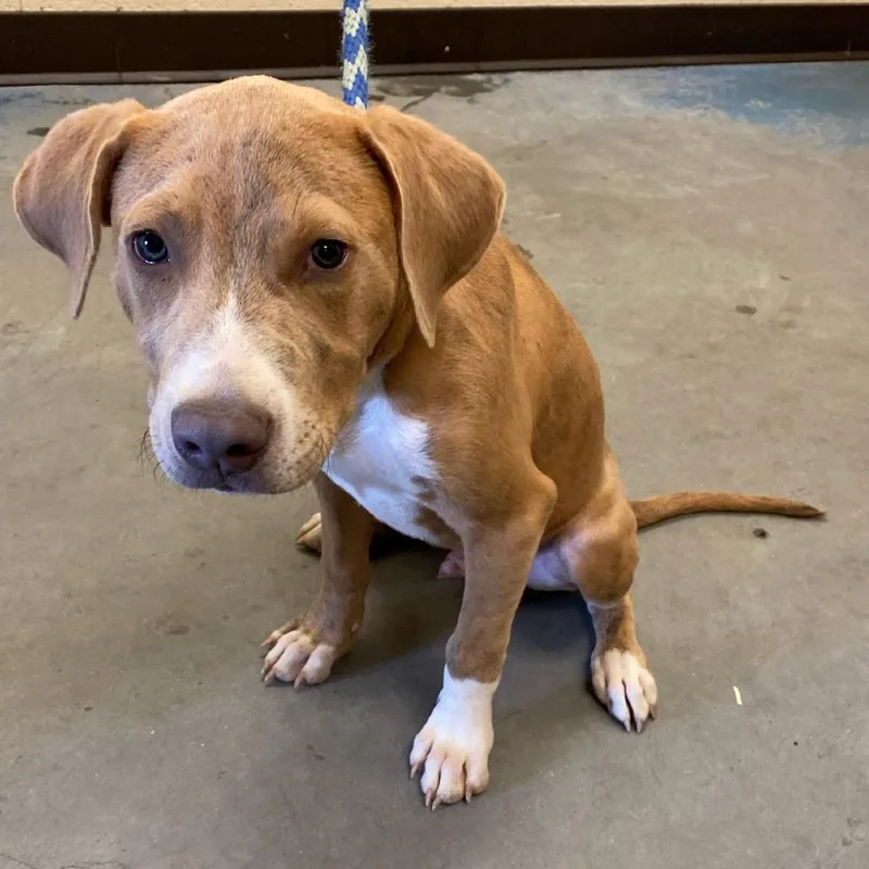 A baby small-sized male Brindle Mixed Breed dog named Mase for adoption in Memphis, TN