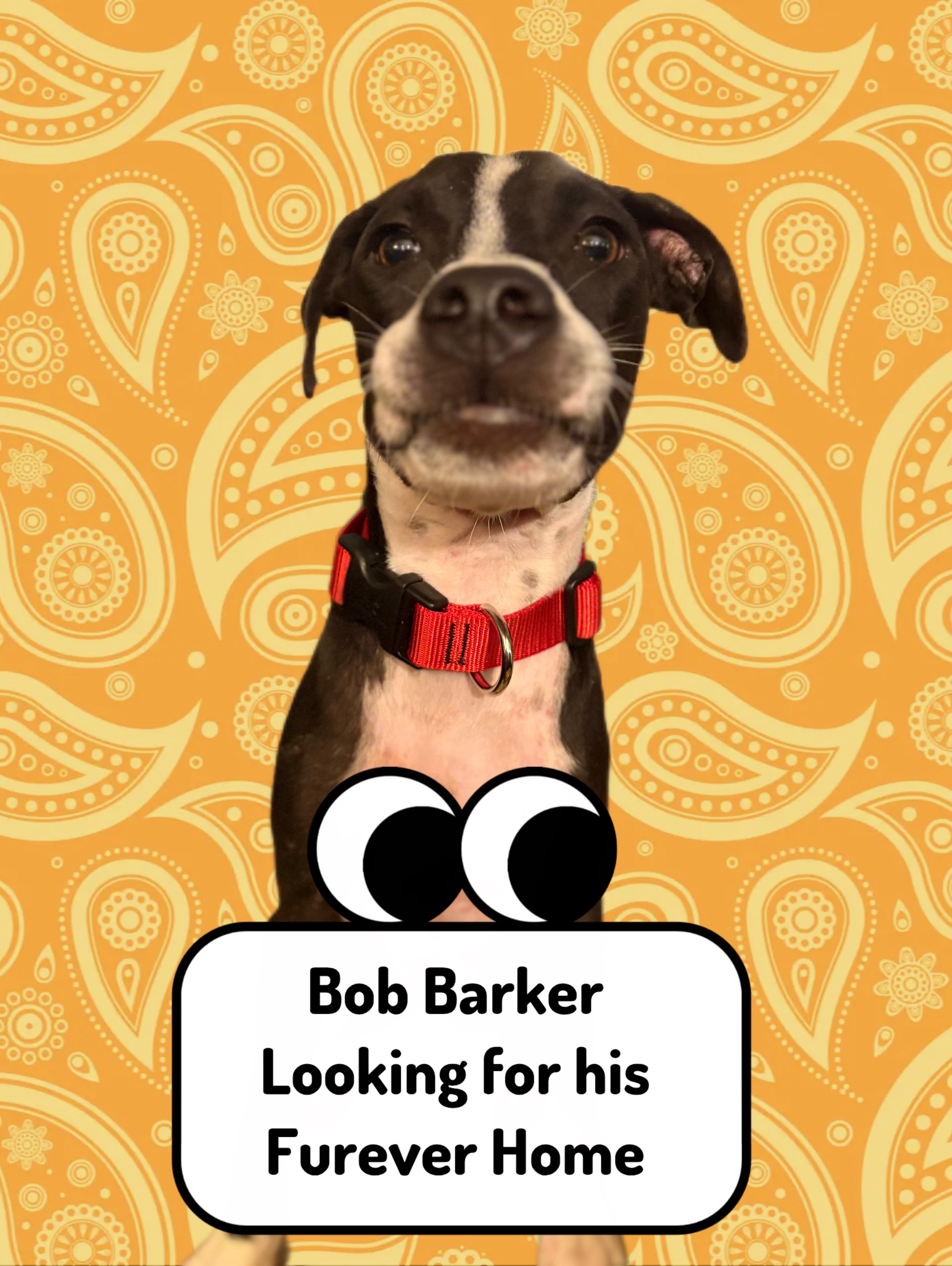 Bob Barker thumbnail 5
