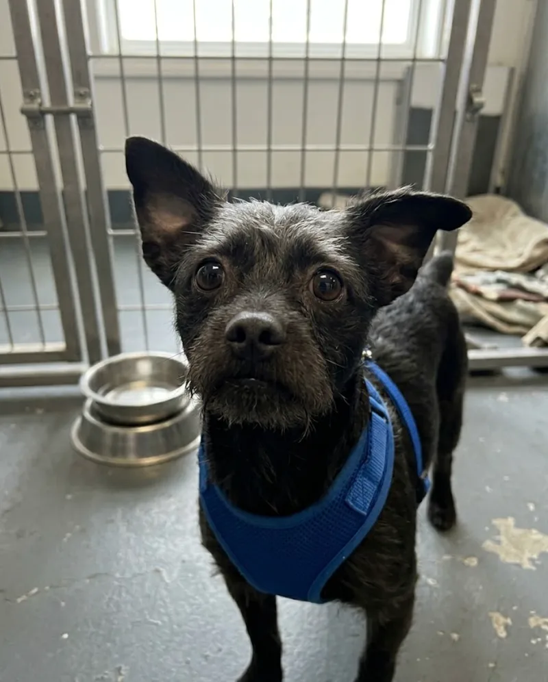 A young small-sized male Black Affenpinscher dog named Jimbo for adoption