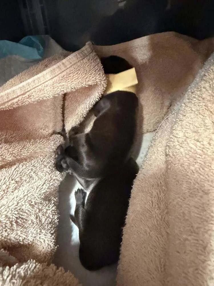 A baby small-sized male Brown / Chocolate Shepherd dog named Pokemon  Baby Marowak for adoption in Imlay City, MI