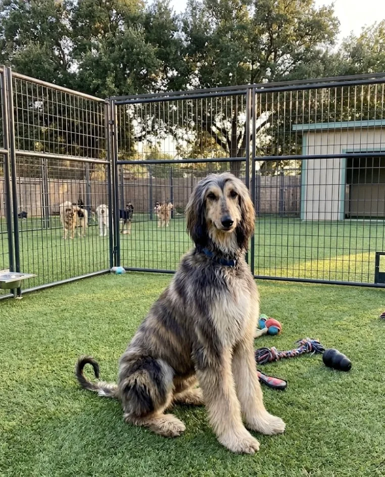 An adult large-sized male Black Afghan Hound dog named Wilbur for adoption
