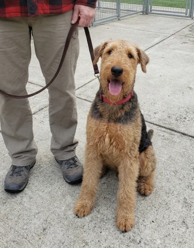 A young medium-sized male Black Airedale Terrier dog named Buford for adoption