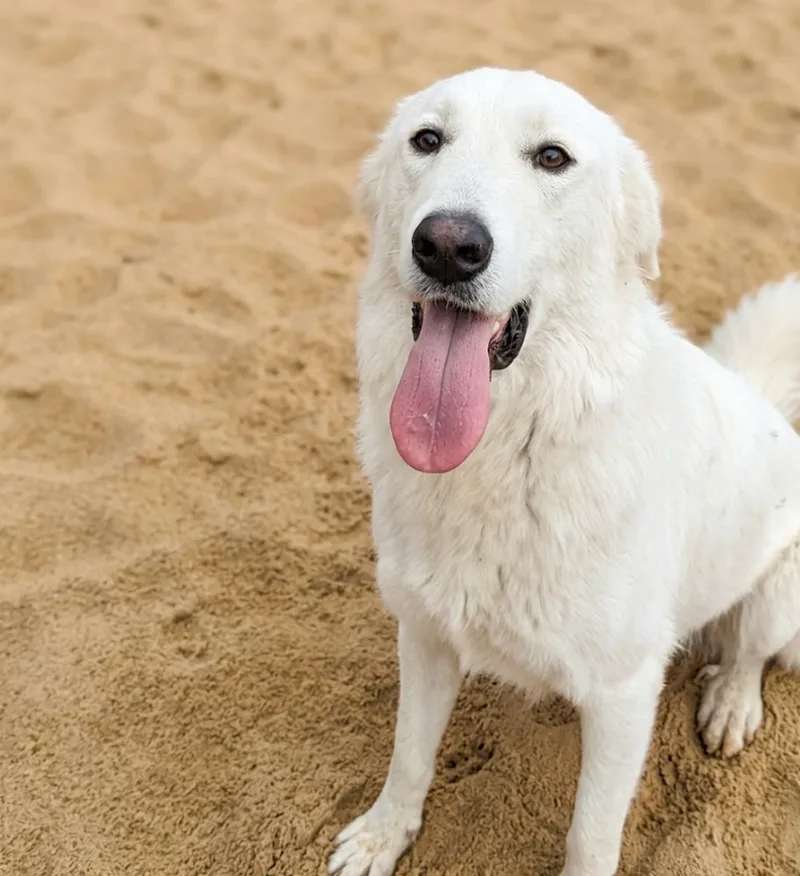 An adult extra large-sized female Akbash dog named Clementine for adoption