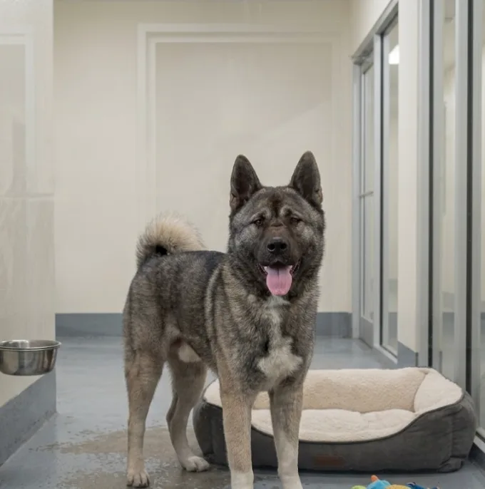A young large-sized male Black Akita dog named Hanzo for adoption