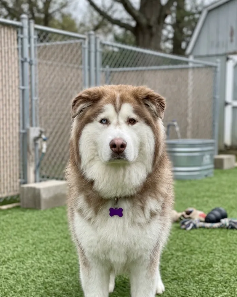 An adult large-sized male White Alaskan Malamute dog named Hercules for adoption
