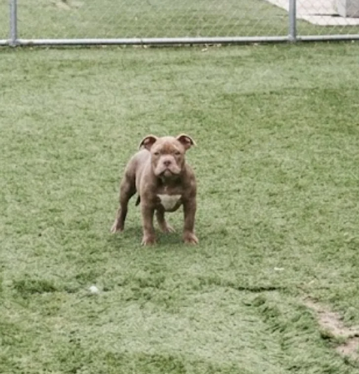 A baby small-sized male Brown American Bully dog named Billy Bully for adoption