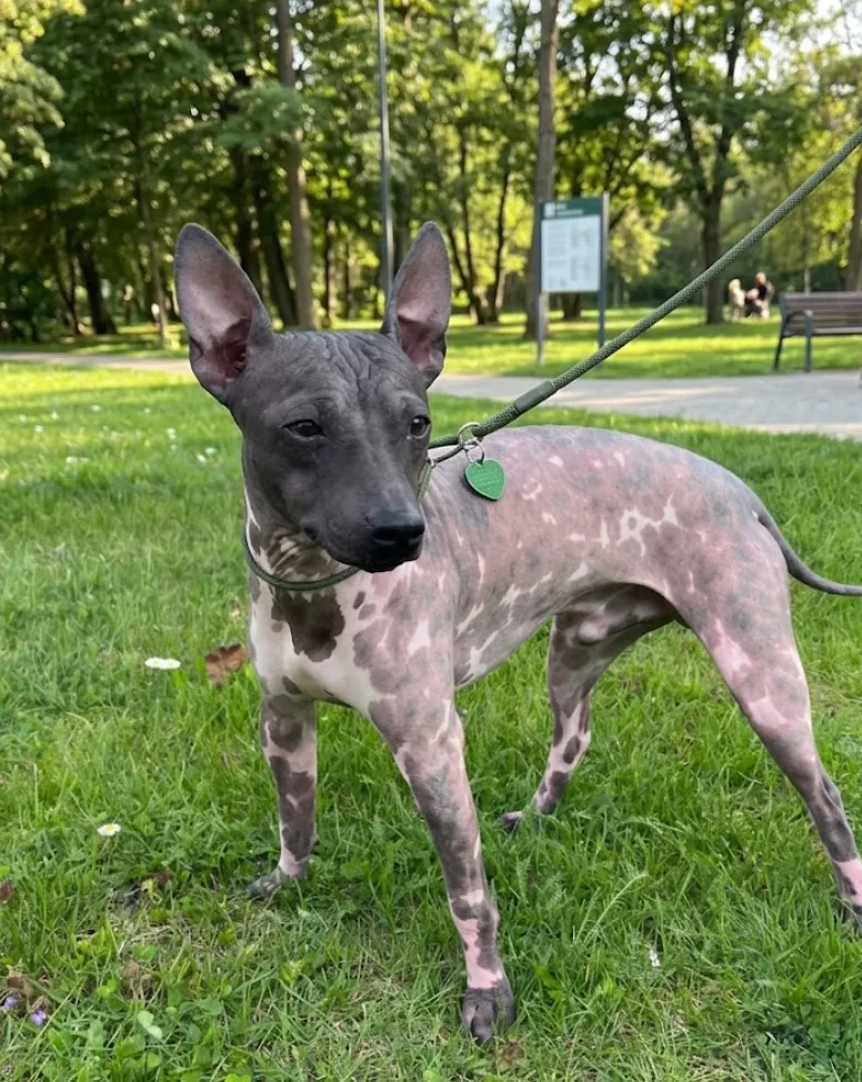 A young small-sized male American Hairless Terrier dog named Osiris for adoption