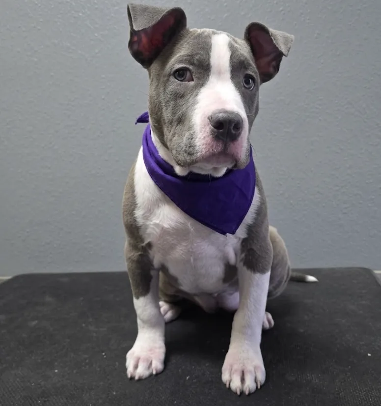 A baby small-sized female American Staffordshire Terrier dog named Cleo for adoption