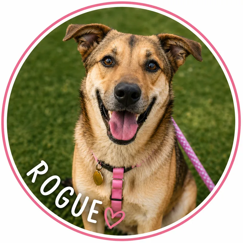 A baby large-sized female Tan Shepherd dog named Rogue for adoption in San Antonio, TX