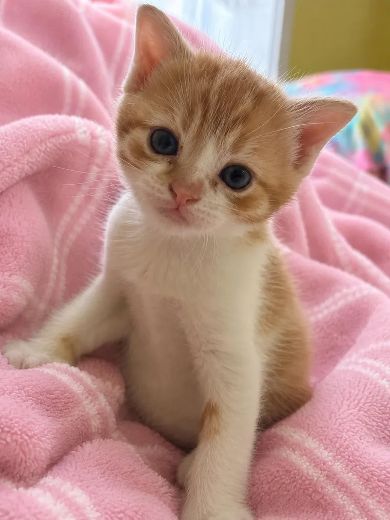 Chili